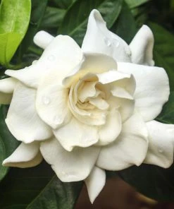 Brighter Blooms Shrubs & Hedges August Beauty Gardenia Shrub