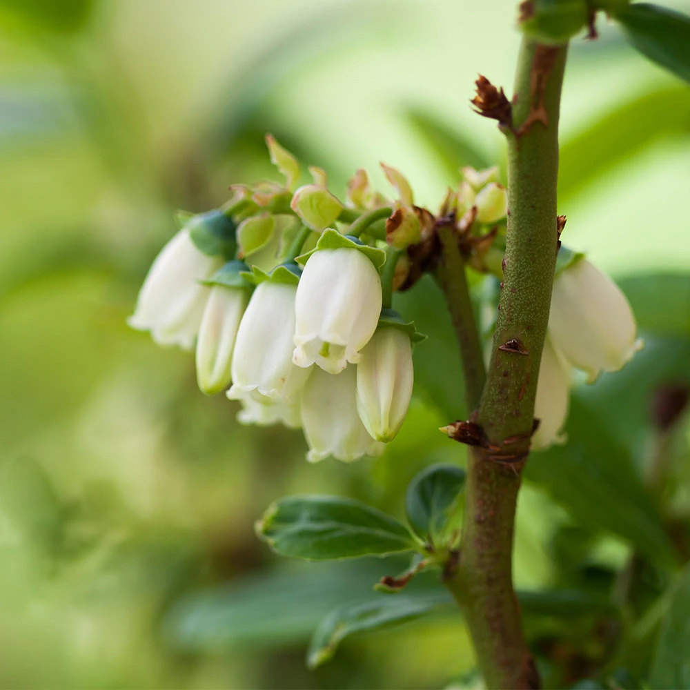 Brighter Blooms Aurora Blueberry Bush 5 Brighter Blooms Aurora Blueberry Bush
