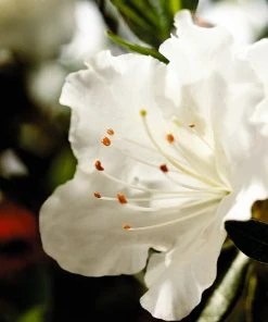 Brighter Blooms Shrubs & Hedges Autumn Angel® Encore® Azalea Shrub