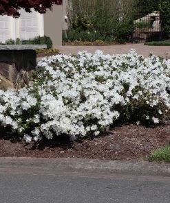 Brighter Blooms Shrubs & Hedges Autumn Angel® Encore® Azalea Shrub