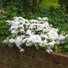 Brighter Blooms Shrubs & Hedges Autumn Angel® Encore® Azalea Shrub