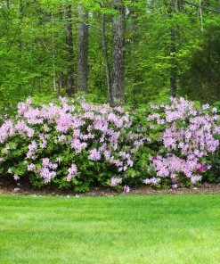 Brighter Blooms Autumn Belle™ Encore® Azalea Shrub Shrubs & Hedges