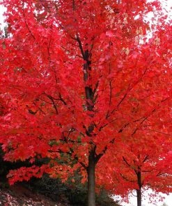 Brighter Blooms Shade Trees Autumn Blaze® Maple Tree