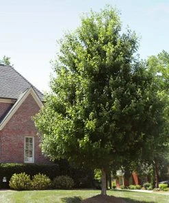 Brighter Blooms Shade Trees Autumn Blaze® Maple Tree