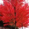 Brighter Blooms Shade Trees Autumn Blaze® Maple Tree