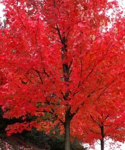 Brighter Blooms Shade Trees Autumn Blaze® Maple Tree