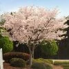 Brighter Blooms Autumn Cherry Tree Flowering Trees