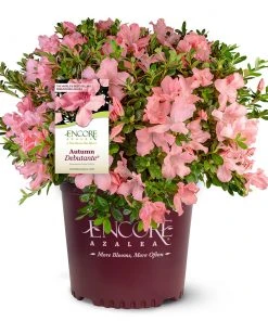 Brighter Blooms Autumn Debutante® Encore® Azalea Shrub Shrubs & Hedges 10 Brighter Blooms Autumn Debutante® Encore® Azalea Shrub Shrubs & Hedges