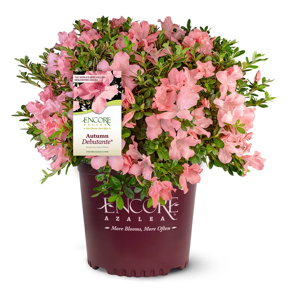 Brighter Blooms Autumn Debutante® Encore® Azalea Shrub Shrubs & Hedges 5 Brighter Blooms Autumn Debutante® Encore® Azalea Shrub Shrubs & Hedges