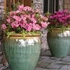 Brighter Blooms Autumn Debutante® Encore® Azalea Shrub Shrubs & Hedges