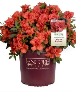 NO WARRANTY Autumn Embers™ Encore® Azalea SHOP ALL