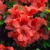 NO WARRANTY Autumn Embers™ Encore® Azalea SHOP ALL
