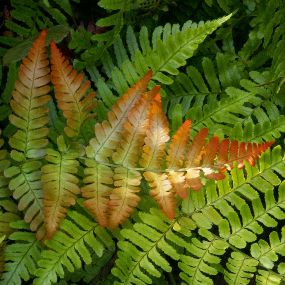 Brighter Blooms Shrubs & Hedges Brilliance Autumn Fern 3 Brighter Blooms Shrubs & Hedges Brilliance Autumn Fern