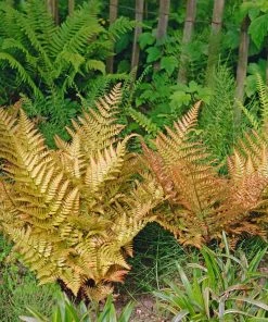 Brighter Blooms Shrubs & Hedges Brilliance Autumn Fern 8 Brighter Blooms Shrubs & Hedges Brilliance Autumn Fern