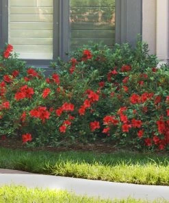 Brighter Blooms Autumn Fire™ Encore® Azalea Shrub
