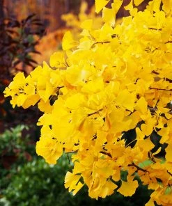 Brighter Blooms Shade Trees Autumn Gold Ginkgo Tree