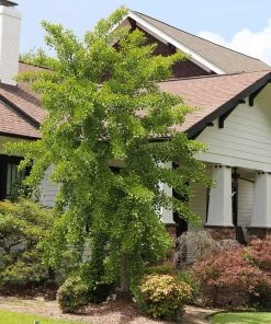 Brighter Blooms Shade Trees Autumn Gold Ginkgo Tree