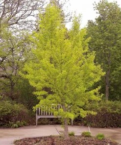 Brighter Blooms Autumn Gold Ginkgo Tree Shade Trees 8 Brighter Blooms Autumn Gold Ginkgo Tree Shade Trees
