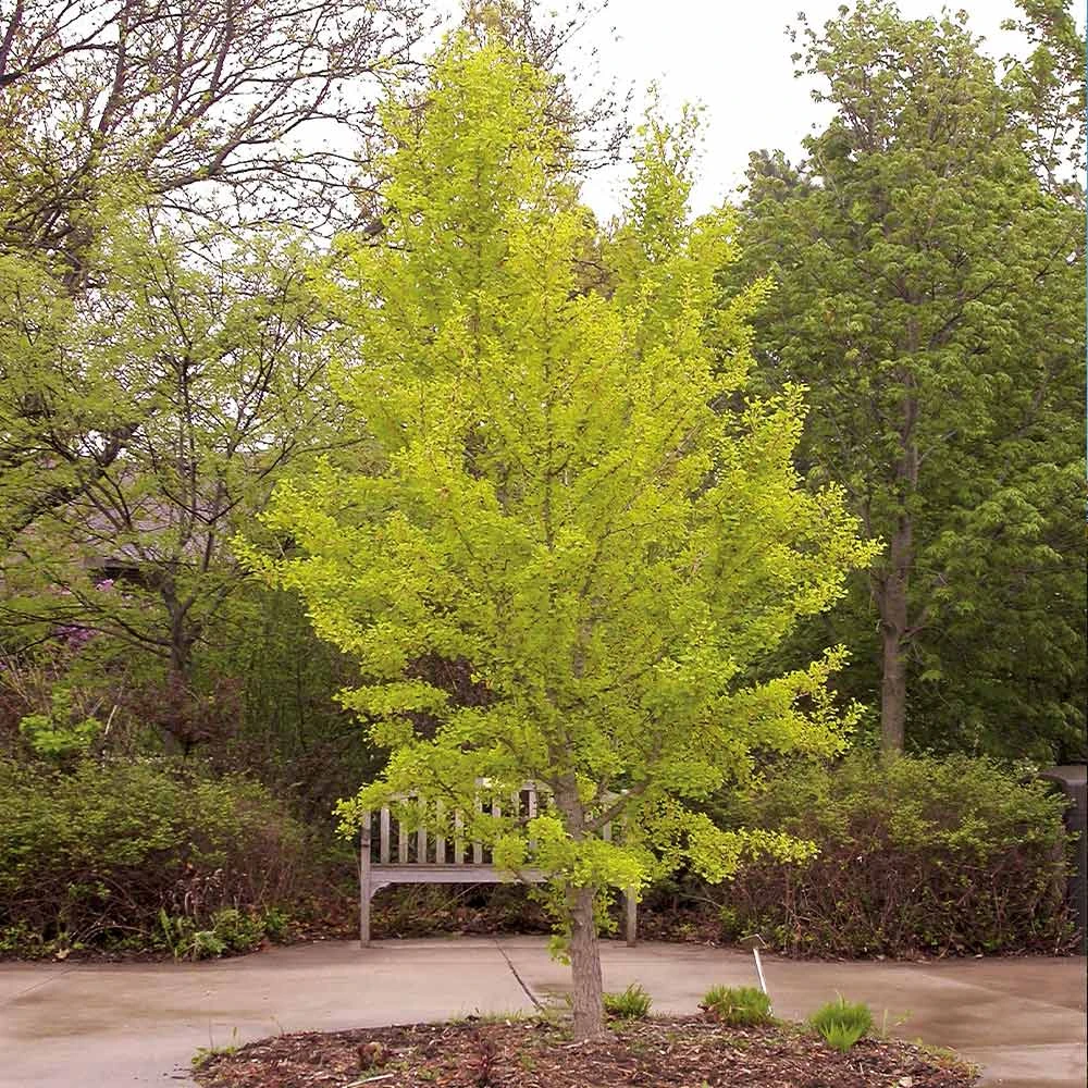 Brighter Blooms Autumn Gold Ginkgo Tree Shade Trees 3 Brighter Blooms Autumn Gold Ginkgo Tree Shade Trees
