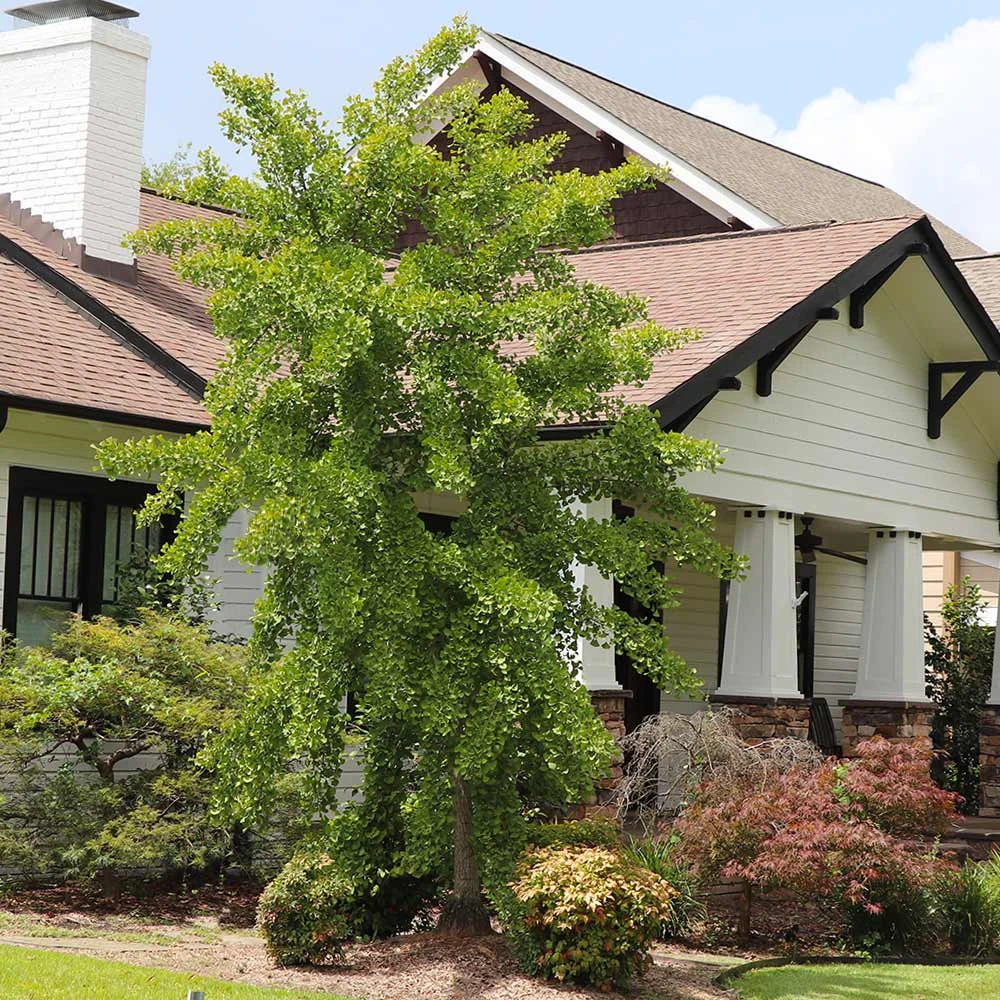 Brighter Blooms Autumn Gold Ginkgo Tree Shade Trees 6 Brighter Blooms Autumn Gold Ginkgo Tree Shade Trees