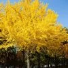 Brighter Blooms Shade Trees Autumn Gold Ginkgo Tree