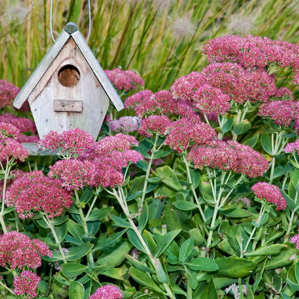 Brighter Blooms Perennials Autumn Joy Sedum Shrub 3 Brighter Blooms Perennials Autumn Joy Sedum Shrub