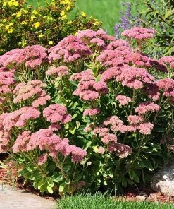 Brighter Blooms Perennials Autumn Joy Sedum Shrub