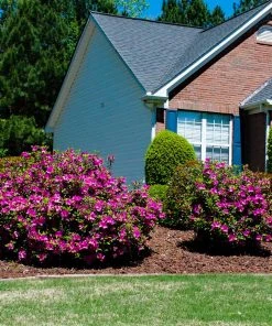 Brighter Blooms Autumn Royalty® Encore® Azalea Shrub Shrubs & Hedges