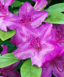Brighter Blooms Shrubs & Hedges Karen Azalea 5 Brighter Blooms Shrubs & Hedges Karen Azalea
