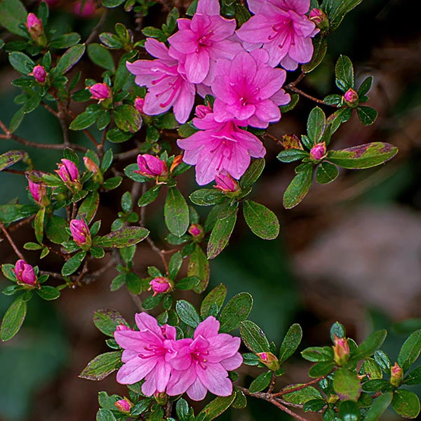 Brighter Blooms Shrubs & Hedges Karen Azalea 1 Brighter Blooms Shrubs & Hedges Karen Azalea
