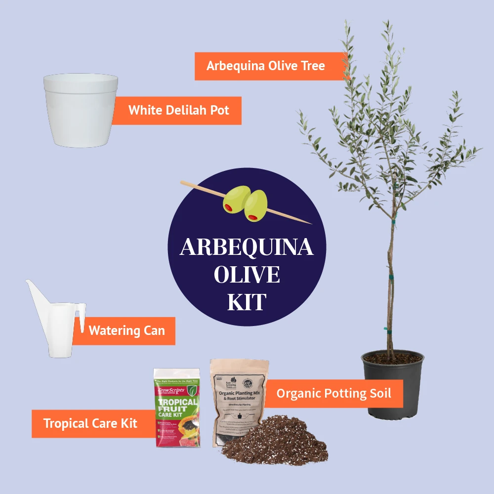 Brighter Blooms Arbequina Olive Starter Kit Olive Trees 3 Brighter Blooms Arbequina Olive Starter Kit Olive Trees