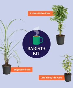 Brighter Blooms Cold Hardy Tea Plant SHOP ALL