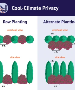 Brighter Blooms Cool-Climate Privacy Kit Evergreen & Privacy