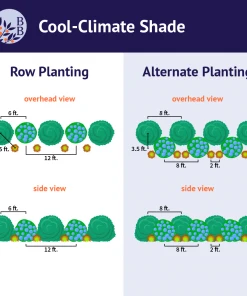 Brighter Blooms Shrubs & Hedges Cool-Climate Shade Garden Kit