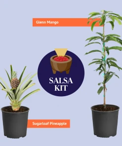 Brighter Blooms Glenn Mango Tree Fruit Trees