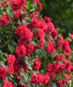 Brighter Blooms Blaze Improved Climbing Rose Roses
