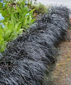 Brighter Blooms Black Mondo Grass