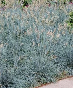 Brighter Blooms Ornamental Grasses Blue Festuca Grass (Blue Fescue) 9 Brighter Blooms Ornamental Grasses Blue Festuca Grass (Blue Fescue)