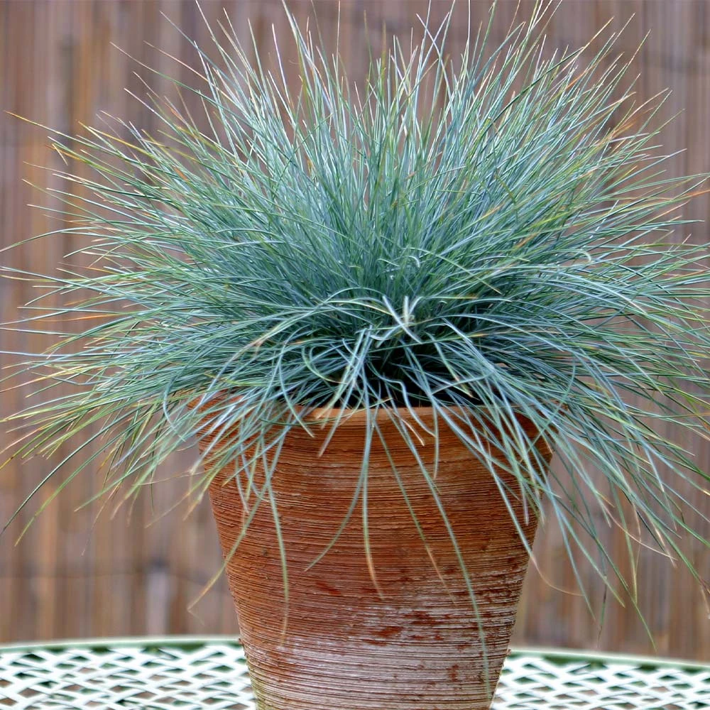 Brighter Blooms Ornamental Grasses Blue Festuca Grass (Blue Fescue) 4 Brighter Blooms Ornamental Grasses Blue Festuca Grass (Blue Fescue)