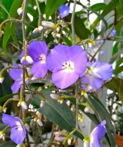 Brighter Blooms Weeping Blue Ginger Plant House & Patio