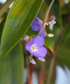 Brighter Blooms Weeping Blue Ginger Plant House & Patio
