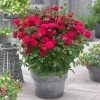 Brighter Blooms Bulletproof® Rose Roses