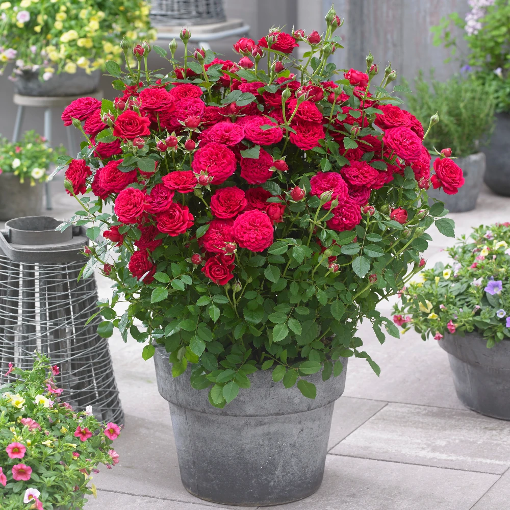 Brighter Blooms Bulletproof® Rose Roses 2 Brighter Blooms Bulletproof® Rose Roses
