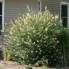 Brighter Blooms Shrubs & Hedges White Profusion Butterfly Bush