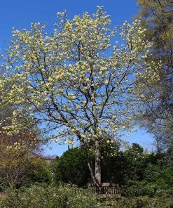 Brighter Blooms Butterfly Magnolia Tree