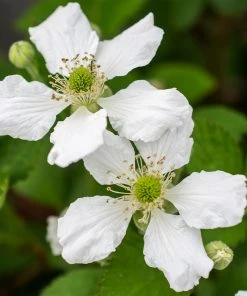 Brighter Blooms Fruit Trees Bushel And Berry® Baby Cakes Blackberry® Bush