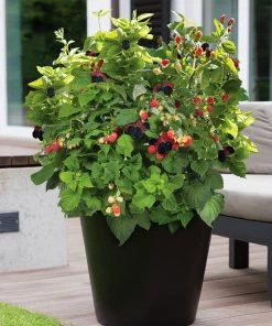 Brighter Blooms Fruit Trees Bushel And Berry® Baby Cakes Blackberry® Bush