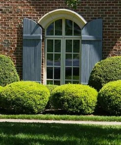 Brighter Blooms Baby Gem™ Boxwood Shrub