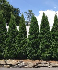 Brighter Blooms Baby Giant Thuja Tree Evergreen & Privacy