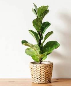 Brighter Blooms Bambino Fiddle Leaf Fig SHOP ALL 7 Brighter Blooms Bambino Fiddle Leaf Fig SHOP ALL